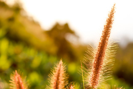 grass flower with sunrise on hillの写真素材