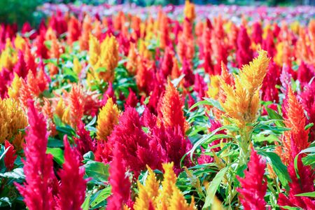 Celosia Plumosaの写真素材