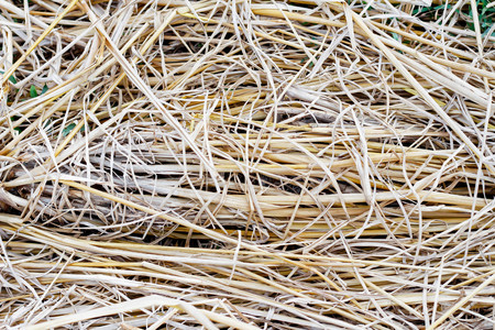 rice straw backgroundの写真素材