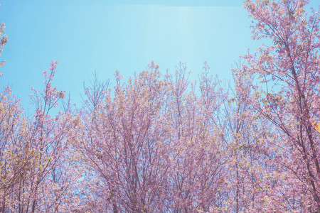 Wild Himalayan Cherry with blue sky on Phu Lom Lo