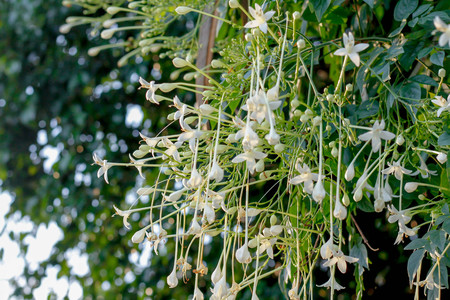 Indian cork tree flower on treeの写真素材