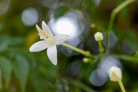 Indian cork tree flower on treeの写真素材