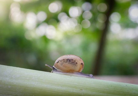 snail crawling on 
the treeの写真素材