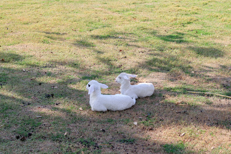 White lambs on the farmの写真素材