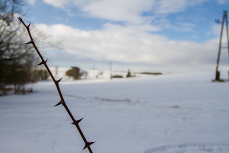 Detail of Thorns.の写真素材