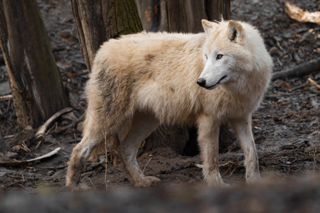 White wolf (Canis lupus arctos). Wildlife animals.