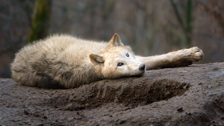Lone wolf lying on the ground in the zoo. Wildlife scene.の写真素材