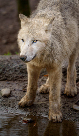 Gray wolf (Canis lupus arctos) in the zoo