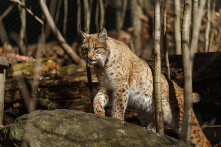 Eurasian lynx (Lynx lynx) in the forestの写真素材