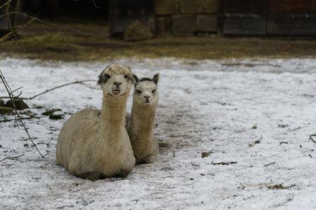 Two alpaca (Lama glama) sitting in the snowの写真素材