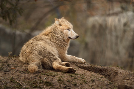 Gray wolf (Canis lupus) lying on the groundの写真素材