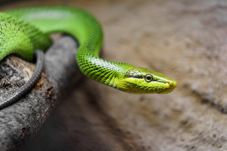 Green pit viper snake on wooden background. Close up view.の写真素材