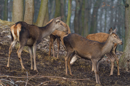 deers in the forest in the winter, photographed in the wildの写真素材