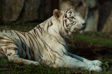 White tiger lying on the grass in the zoo. White tiger.の写真素材