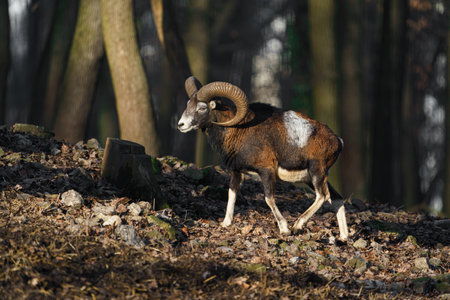 Mouflon (Ovis orientalis) in the forestの写真素材