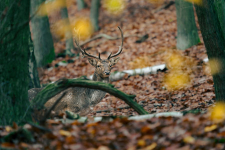 Fallow deer in the autumn forest. Wildlife scene from nature.の写真素材