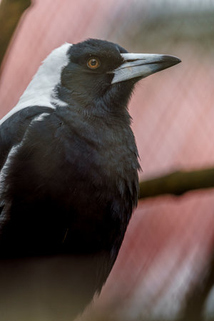 Australian Magpie, Corvus erythrorhynchusの写真素材