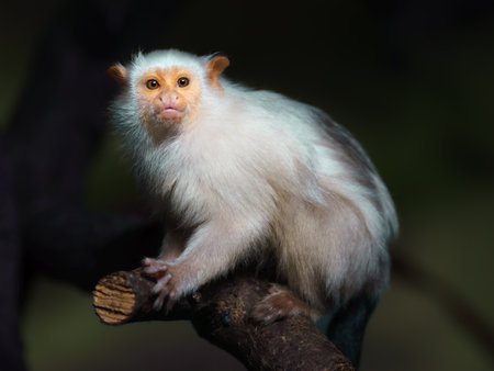 Cute lion tamarin (Saguinus moluccus)