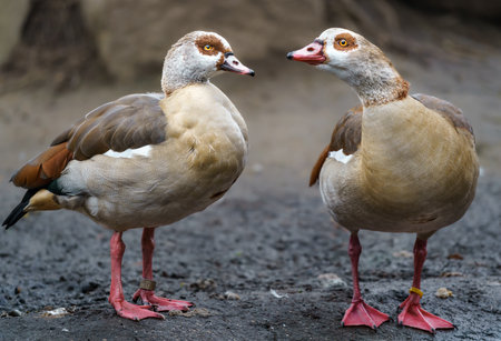 Egyptian Goose (Alopochen aegyptiaca)の写真素材