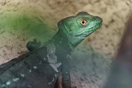Green lizard in the terrarium. Green iguana close up.
