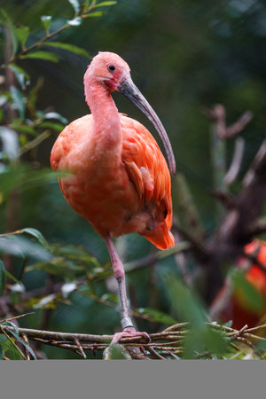 Scarlet Ibis (Phoenicopterus ruber)の写真素材
