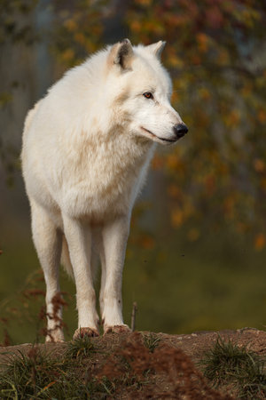 Portrait of a white wolf standing on a rock in the forest