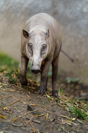 Malayan tapir, Tapirus indicus, single mammal on grassの写真素材