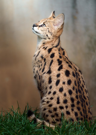 Portrait of a serval cat (Prionailurus serval)の写真素材