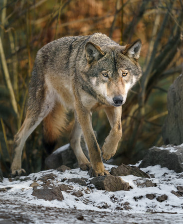 Gray wolf (Canis lupus signatus) in the forest
