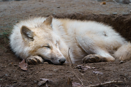 Close-up of a wolf lying on the ground in the zooの写真素材