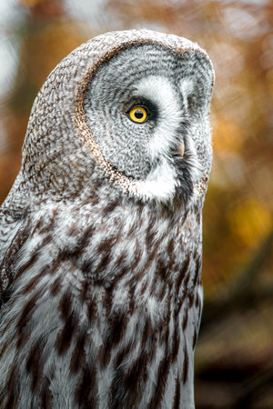 Close up of Great Gray Owl (Strix nebulosa)の写真素材