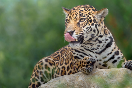 Jaguar is sitting on a rock and licking his lips.の写真素材