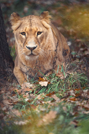 Lioness (Panthera leo) in the forestの写真素材