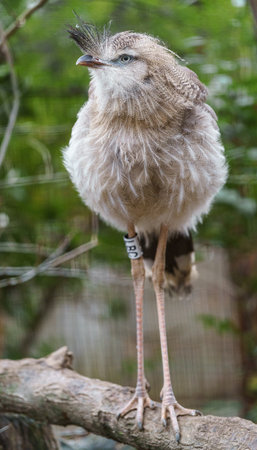 Crested Bulbul bird standing on a tree in a zoo