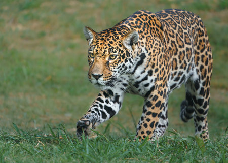 Jaguar running on grass, Panthera onca, Brazilの写真素材