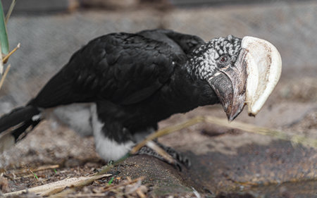 Silvery-cheeked hornbillの写真素材