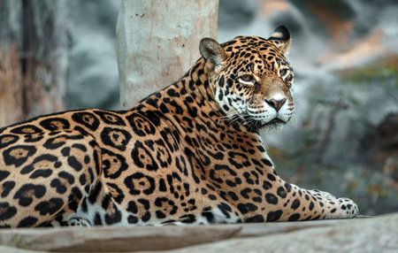 Jaguarの写真素材