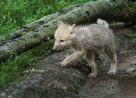 Coyote - Canis lupus, single cub by water, UKの写真素材