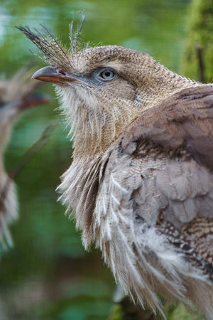 Crested bulbul bird (Bubulcus ibis)