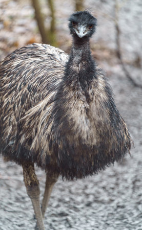 Emu bird (Dromaius novaehollandiae)