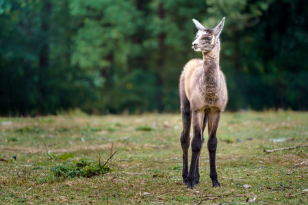 Portrait of a young deer on a meadow in the forestの写真素材