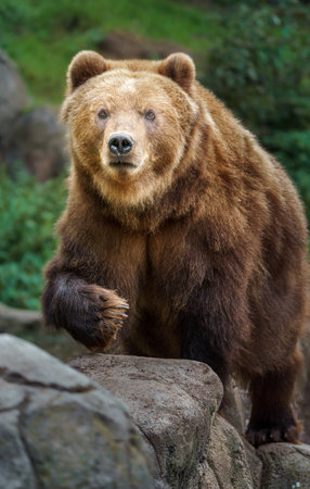 Brown bear (Ursus arctos). Wildlife animals.