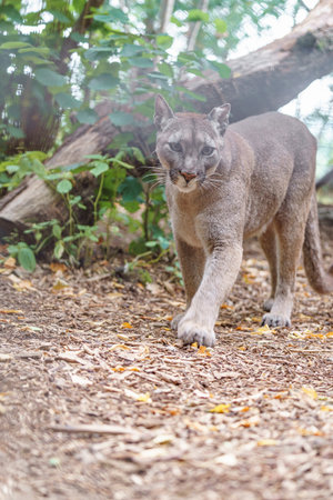Puma (Puma concolor) in the forest of Thailand