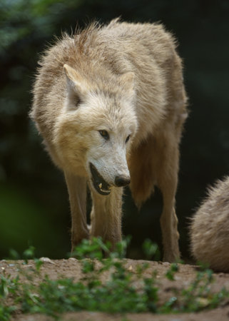 Gray wolf, Canis lupus, single mammal on grass