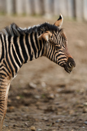 Burchell's zebraの写真素材