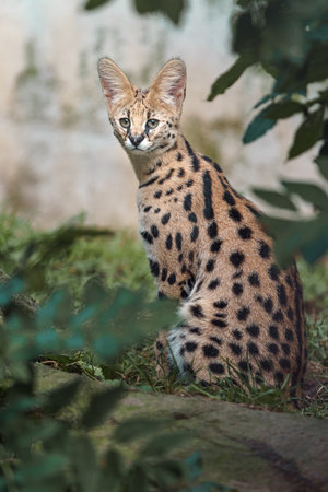 Serval cat (Prionailurus serval). Wildlife animals.の写真素材