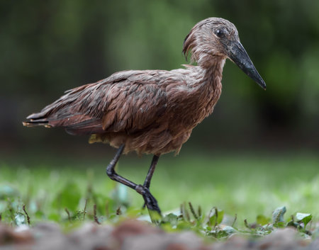 African Scrubbilled Ibis (Egretta caerulea)の写真素材