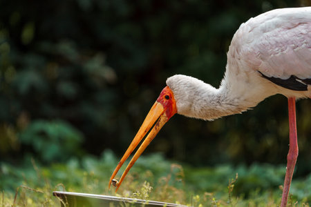 Yellow billed stork (Mycteria leucocephala)の写真素材