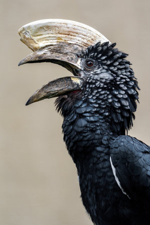 Southern ground hornbill, Bucorvus leadbeateriの写真素材