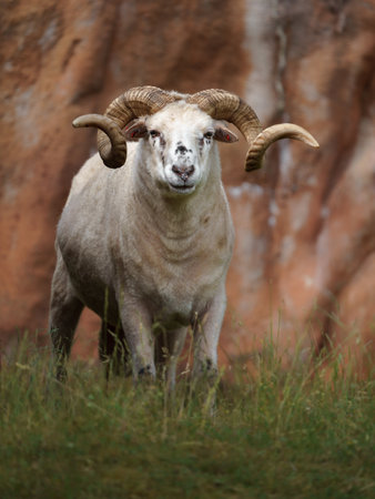 Sheepの写真素材